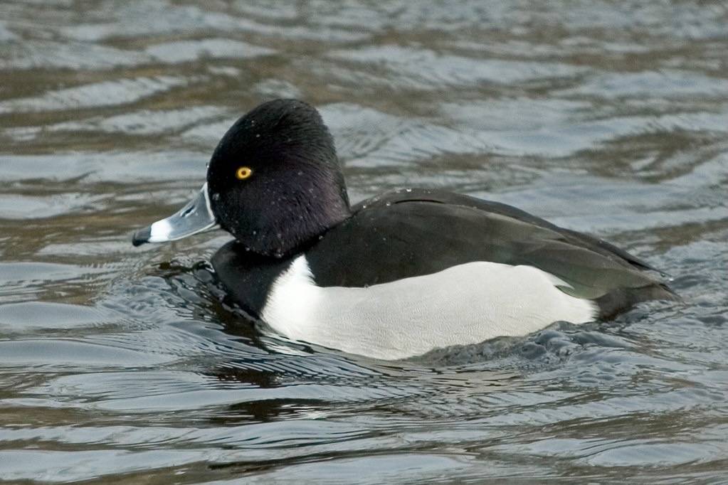 Male Ring-Necked Duck by Twix is licensed under CC BY-SA 2.0.